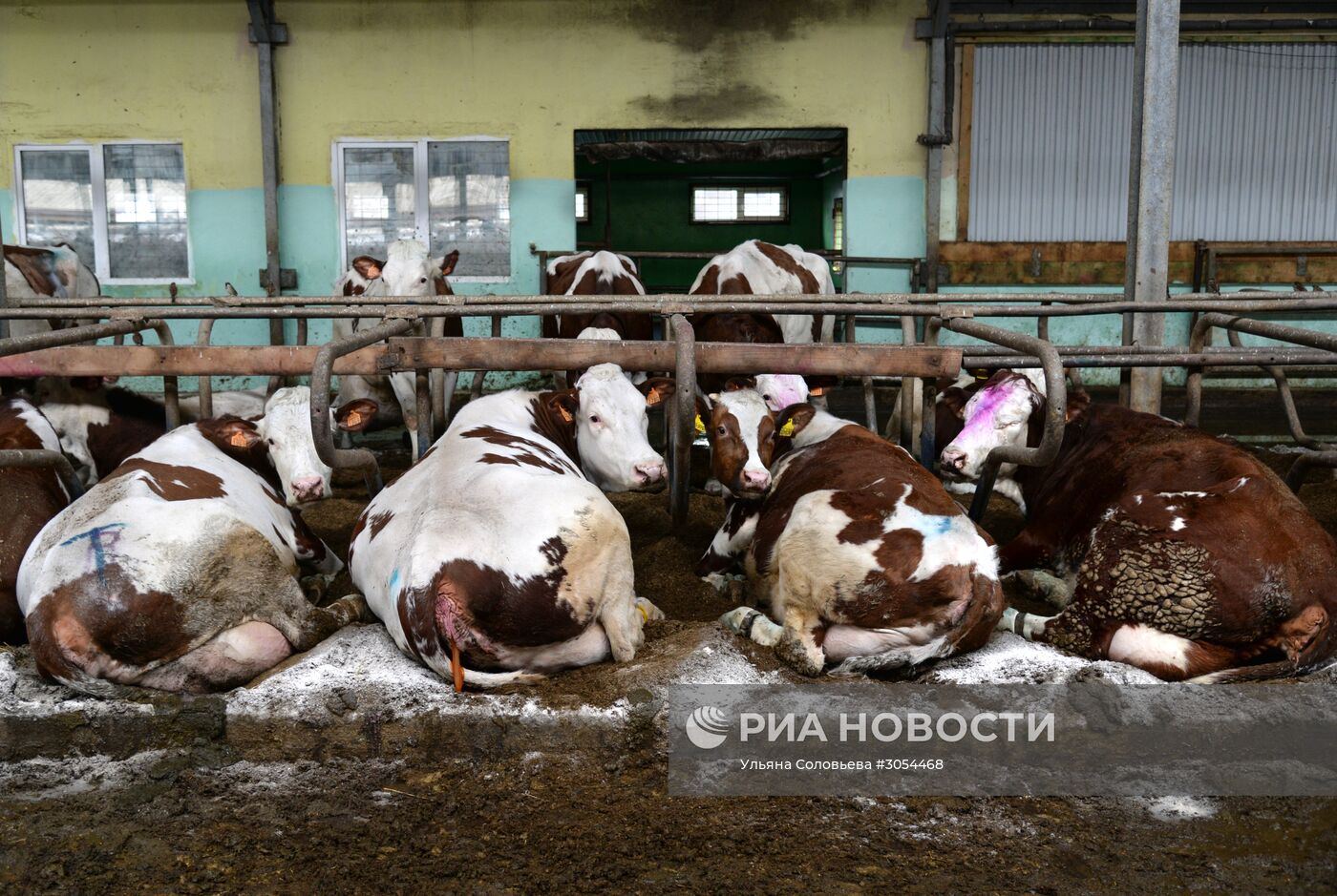 Работа молочного комплекса "Молвест" в Воронежской области