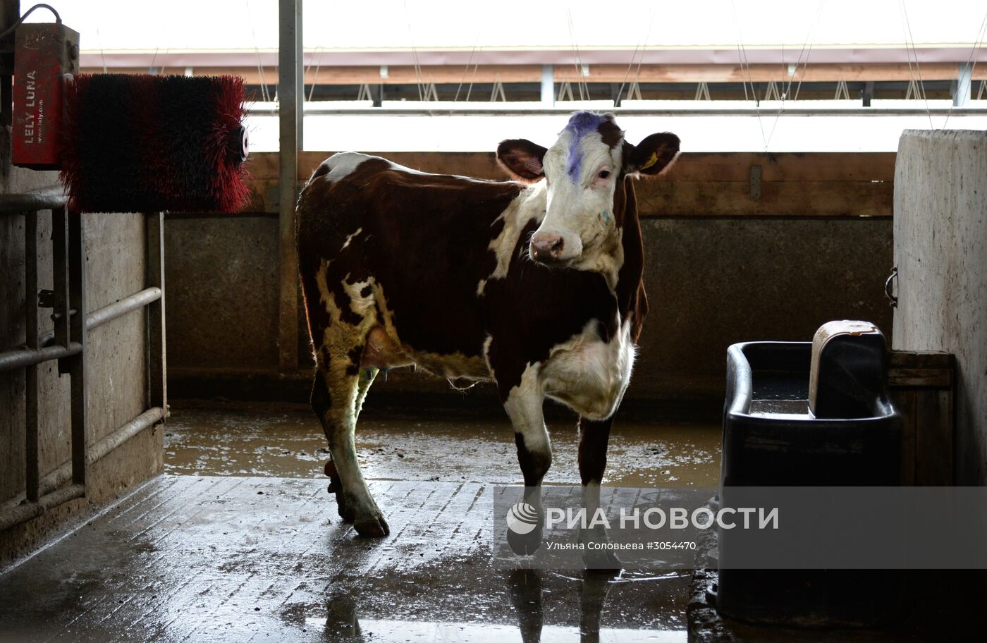 Работа молочного комплекса "Молвест" в Воронежской области