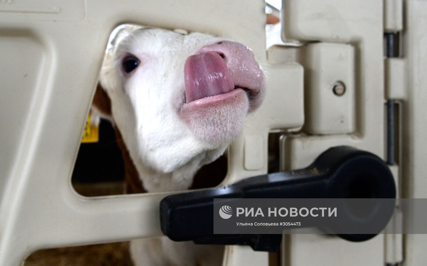 Работа молочного комплекса "Молвест" в Воронежской области