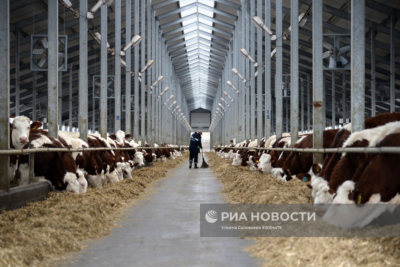 Работа молочного комплекса "Молвест" в Воронежской области