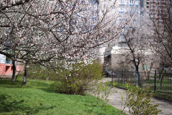 Весна в Краснодаре