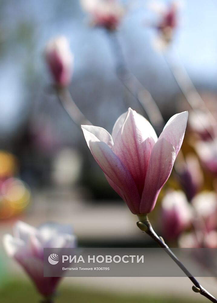 Весна в Краснодаре