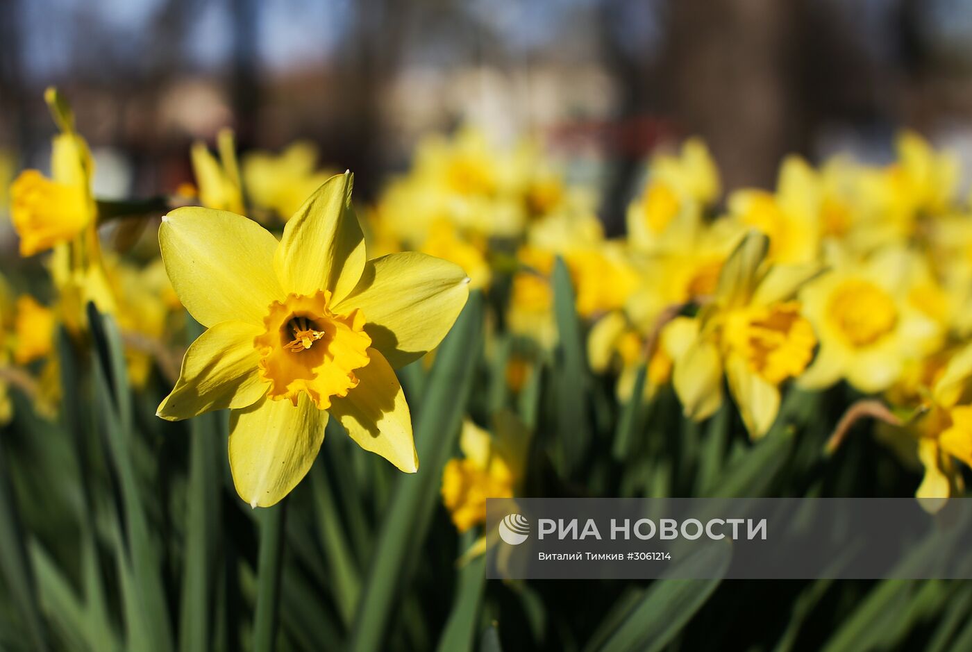 Весна в Краснодаре