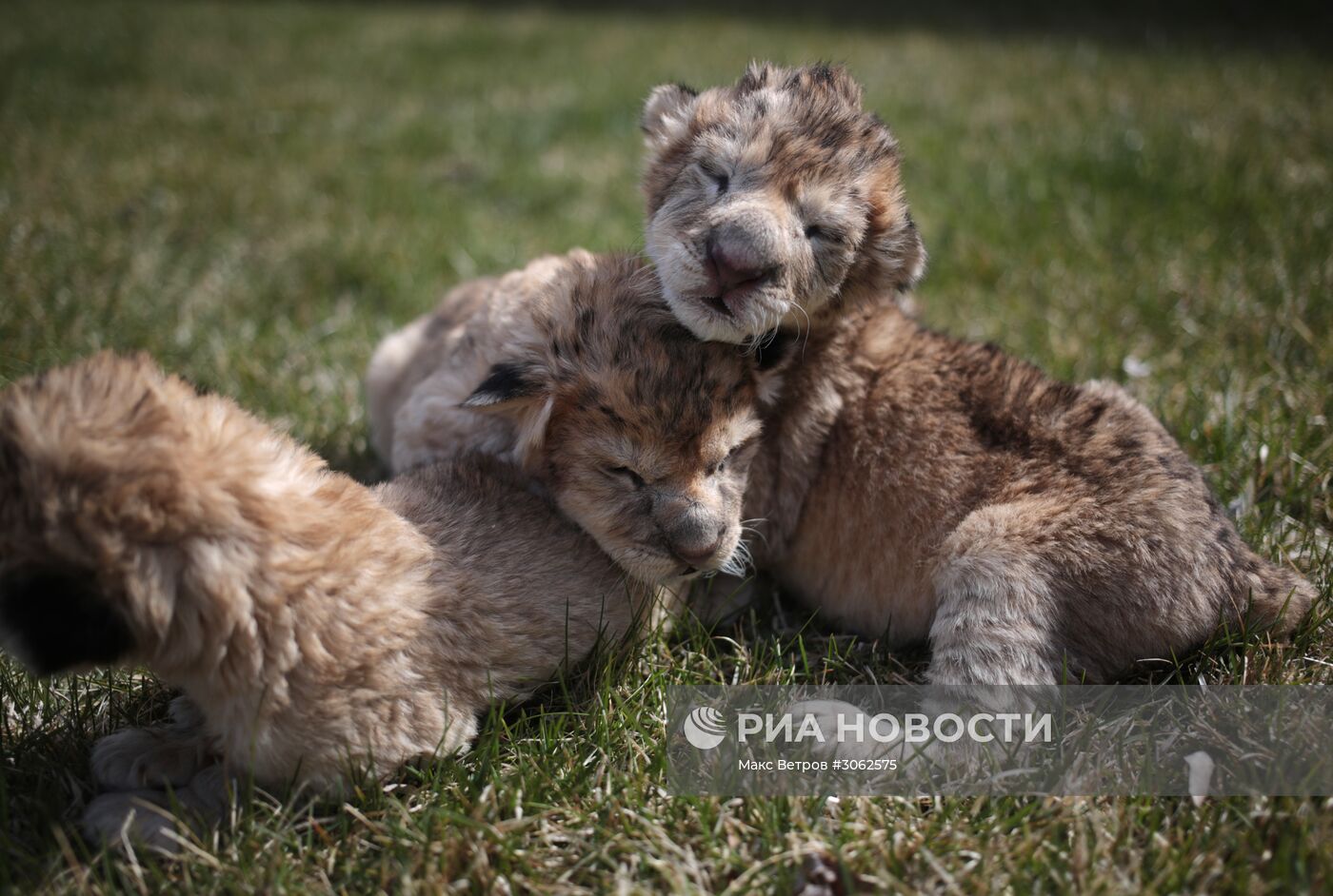 В крымском сафари-парке "Тайган" родились три львенка
