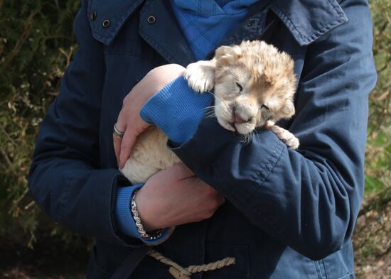 В крымском сафари-парке "Тайган" родились три львенка