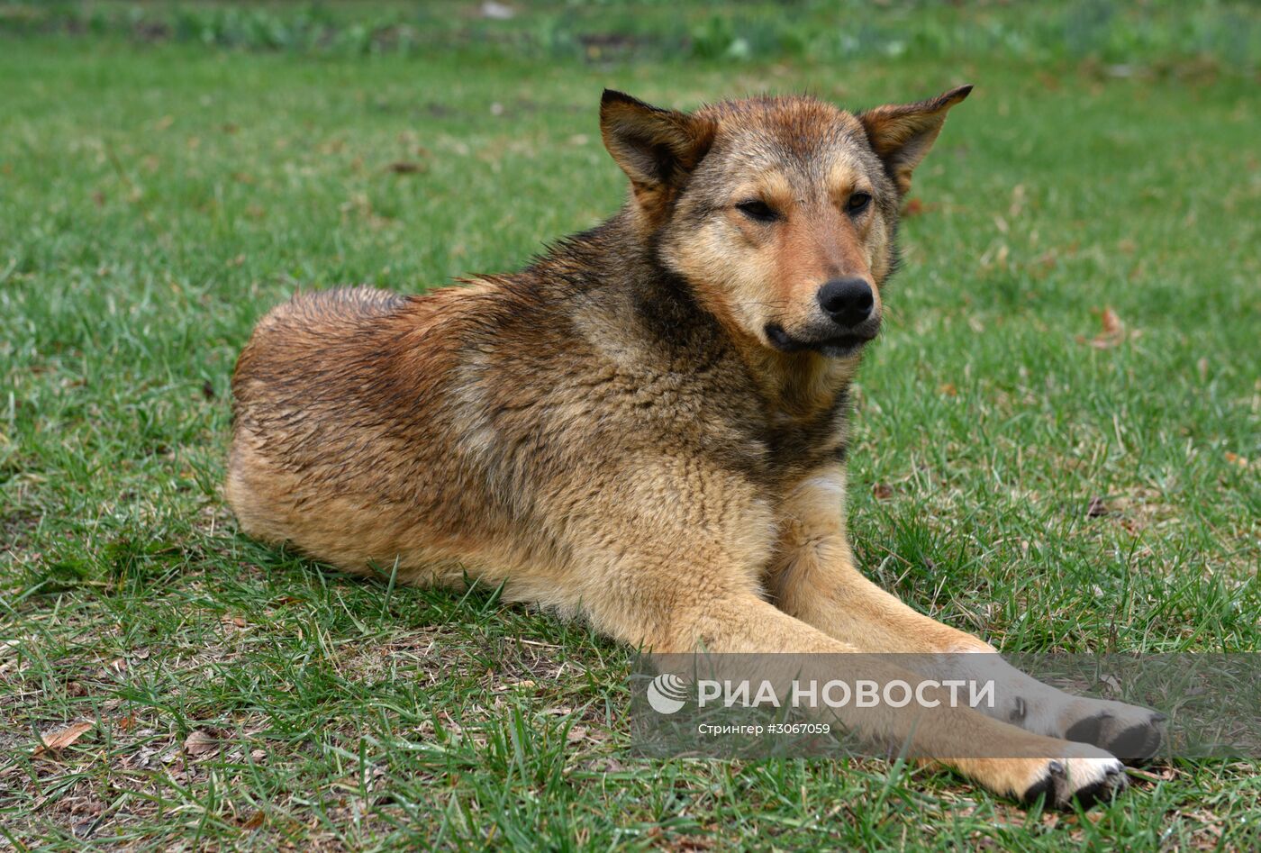 Зона отчуждения Чернобыльской АЭС