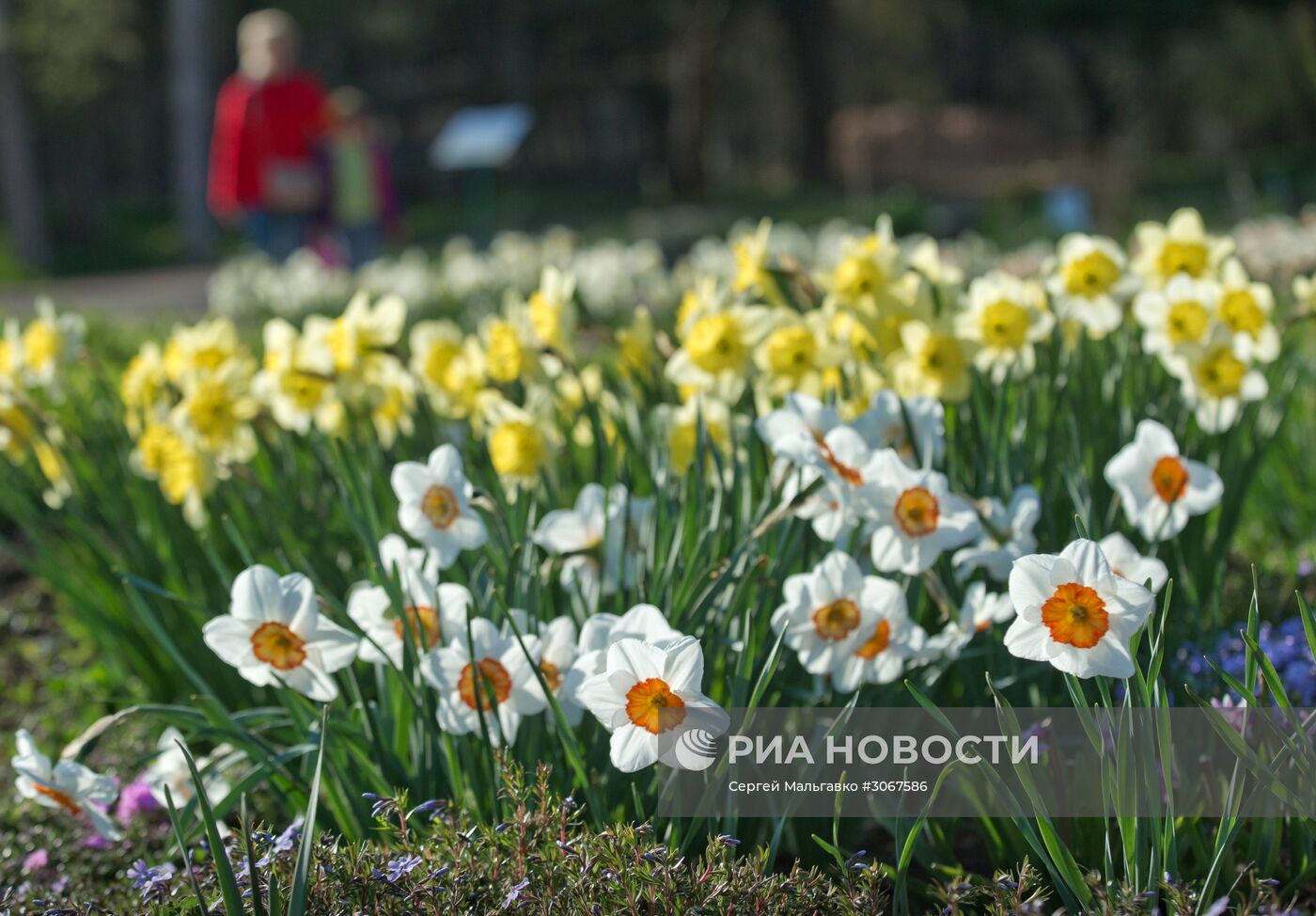 Ботанический сад в Крыму