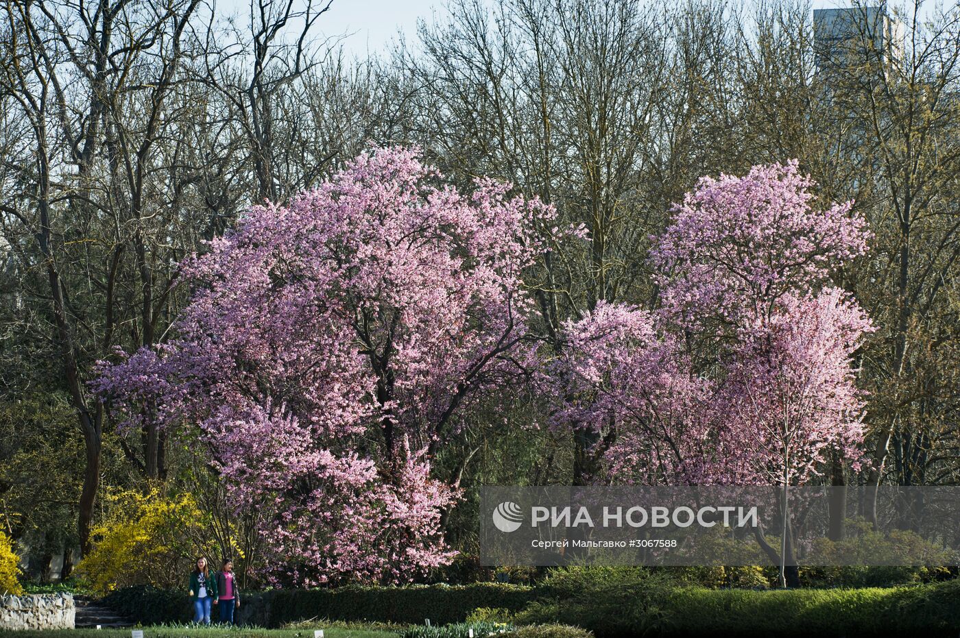 Ботанический сад в Крыму