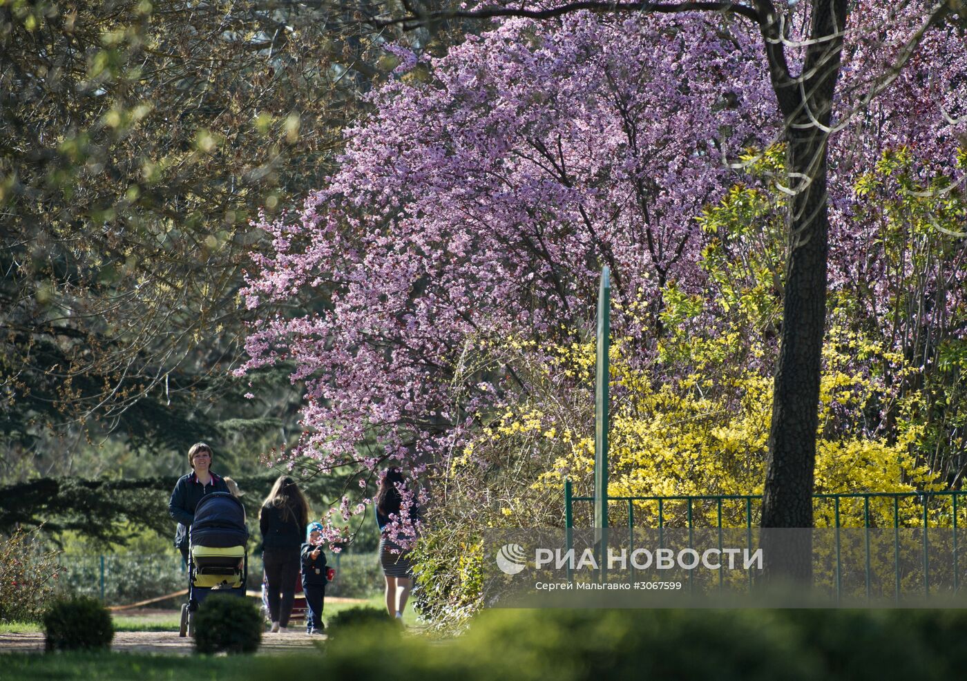 Ботанический сад в Крыму