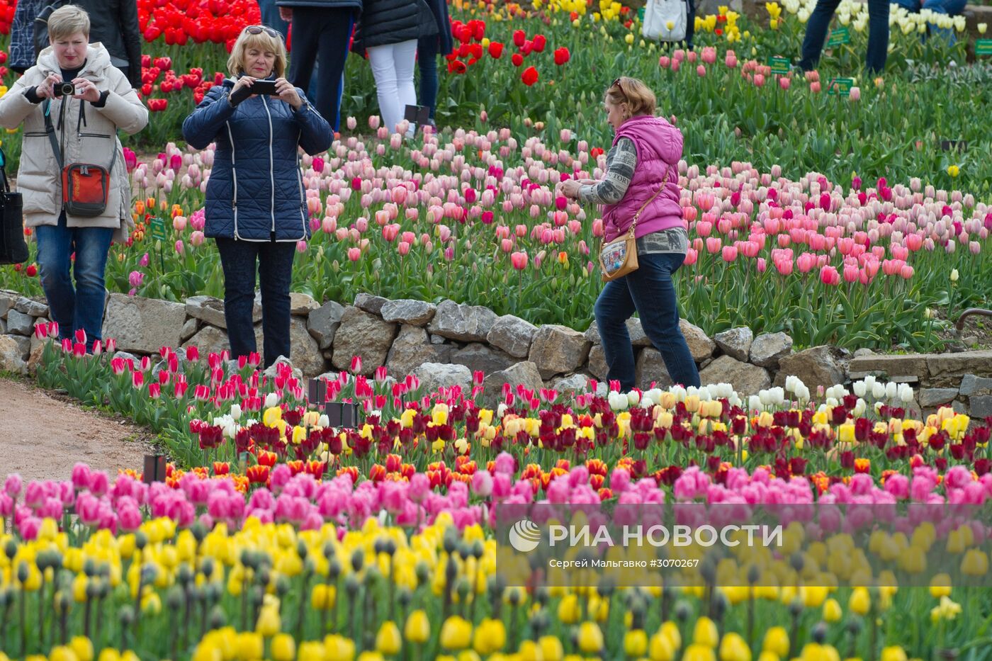 Парад тюльпанов в Никитском ботаническом саду