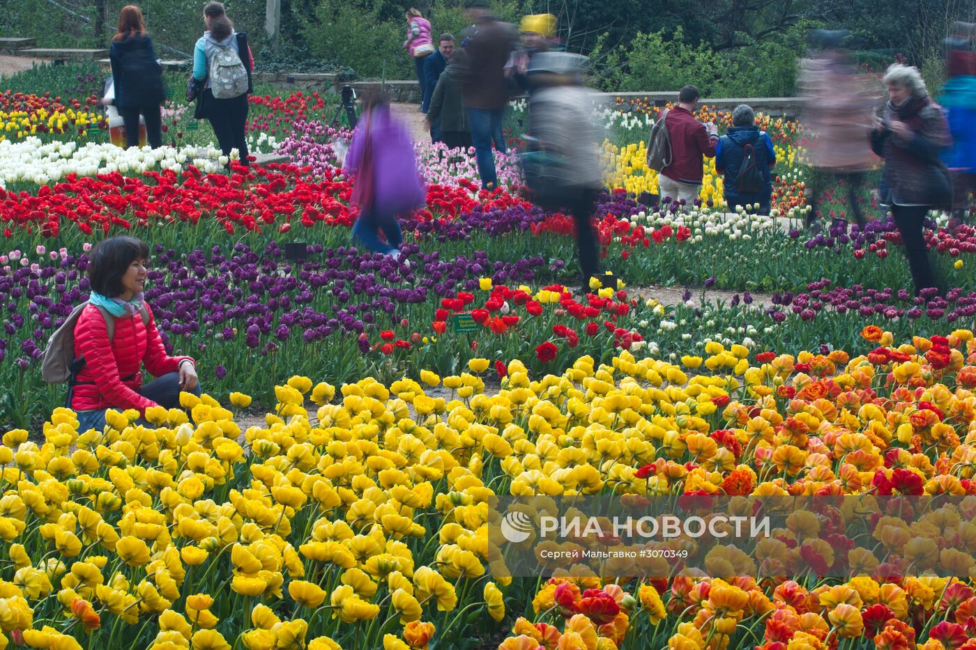 Парад тюльпанов в Никитском ботаническом саду