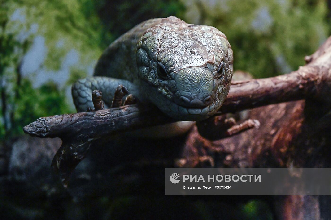 Редкие рептилии в Московском зоопарке