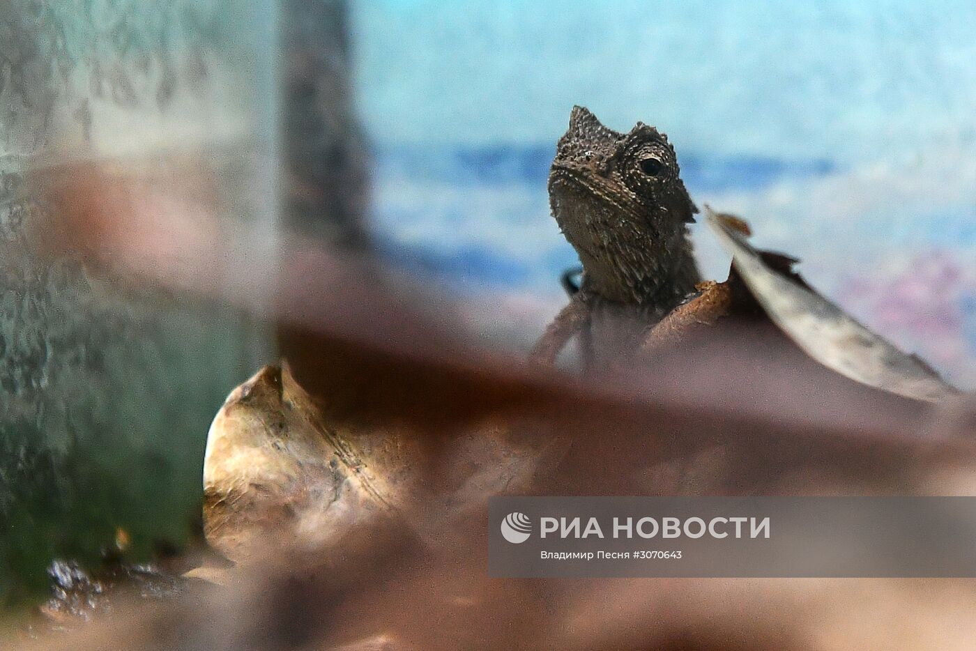 Редкие рептилии в Московском зоопарке