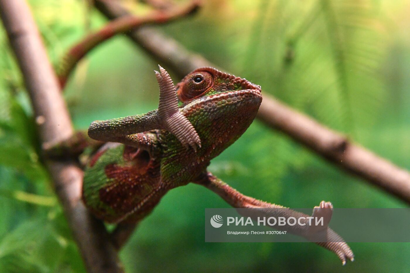 Редкие Рептилии В Московском Зоопарке | РИА Новости Медиабанк