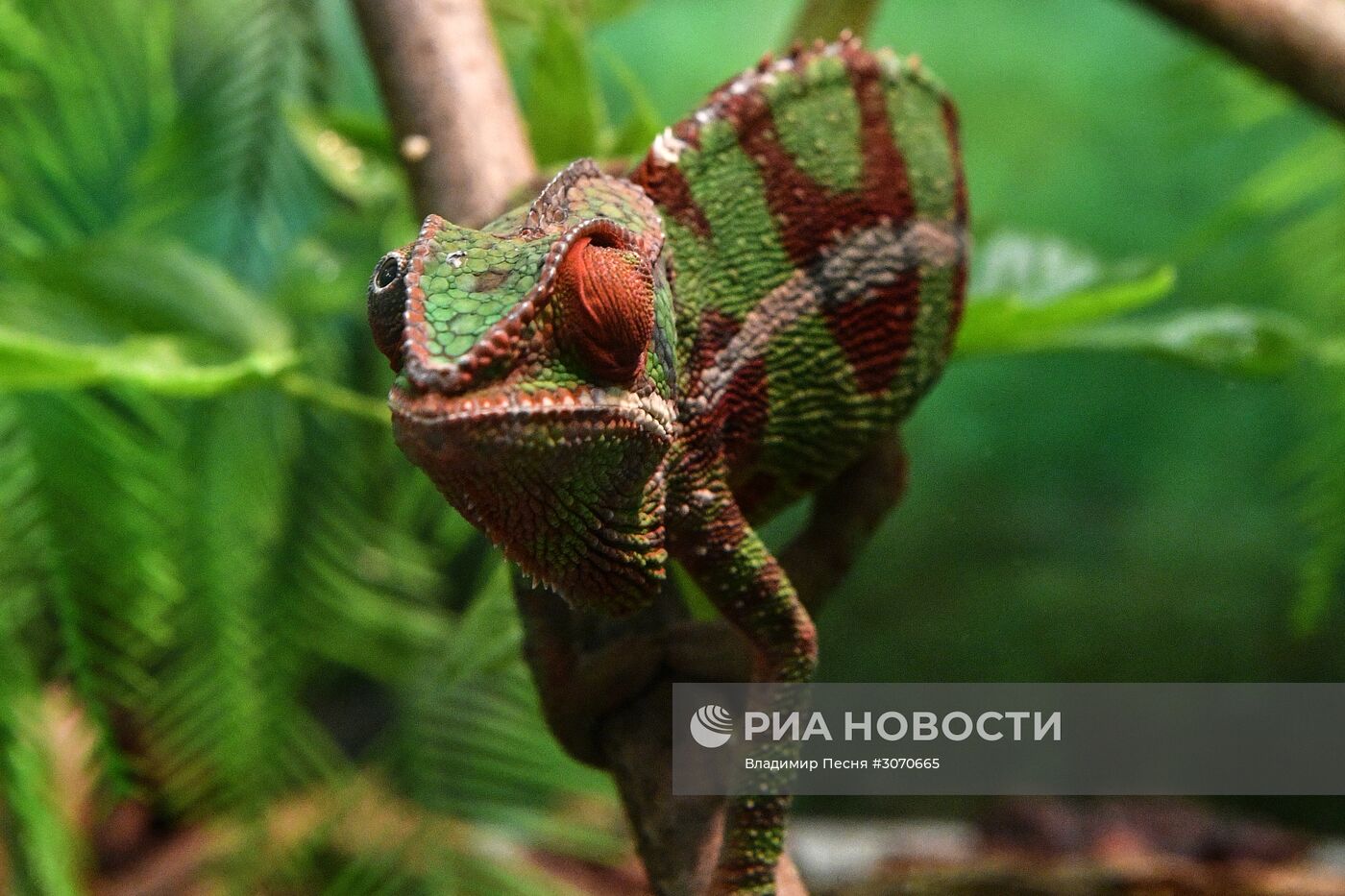 Редкие рептилии в Московском зоопарке