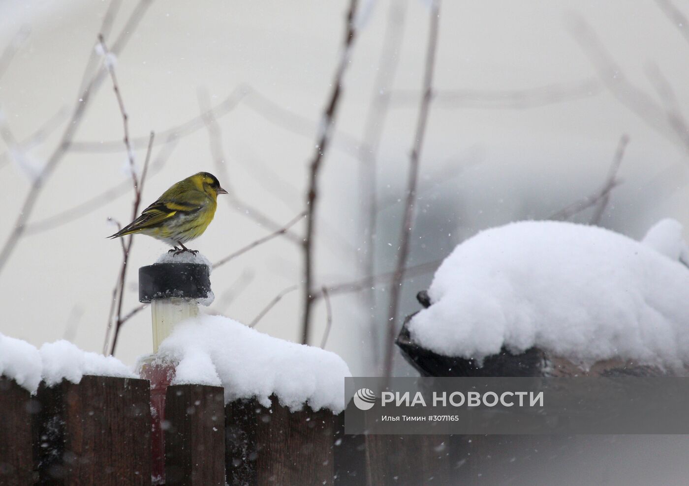 Птицы городских лесов и парков Карелии