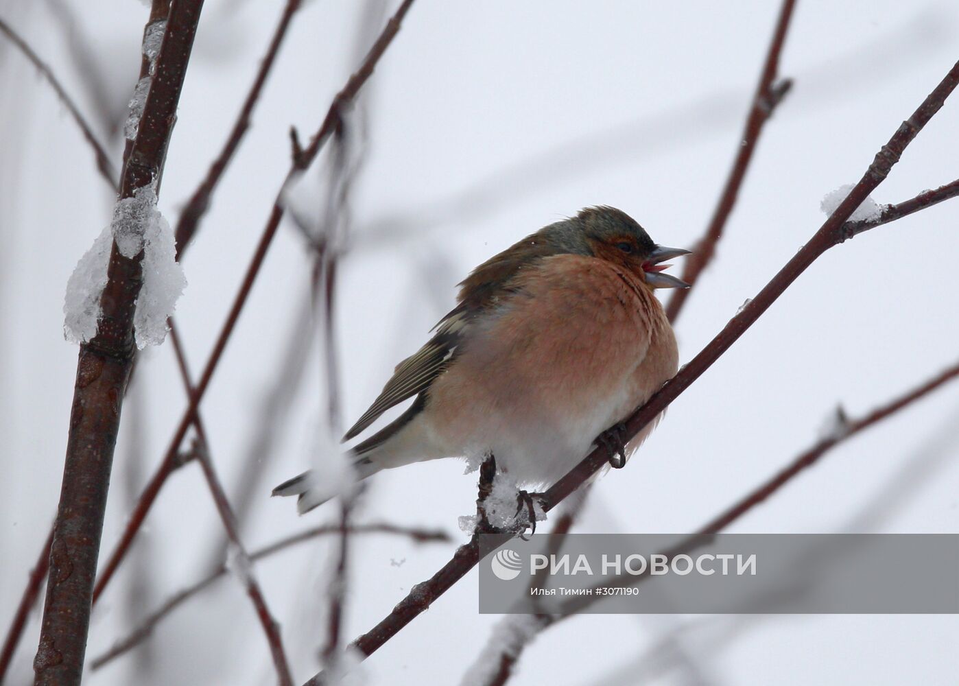 Птицы городских лесов и парков Карелии