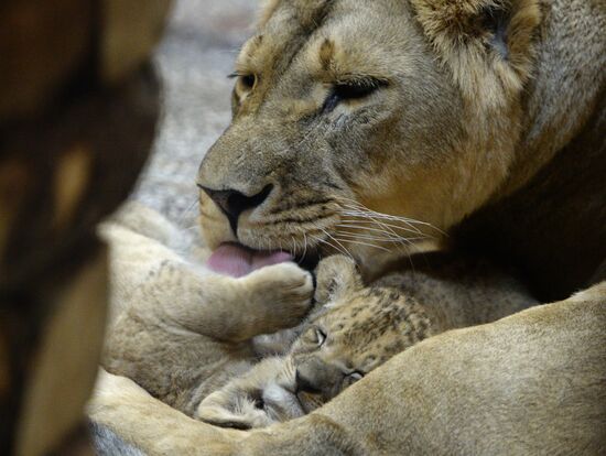 Пополнение у африканских львов в Екатеринбургском зоопарке
