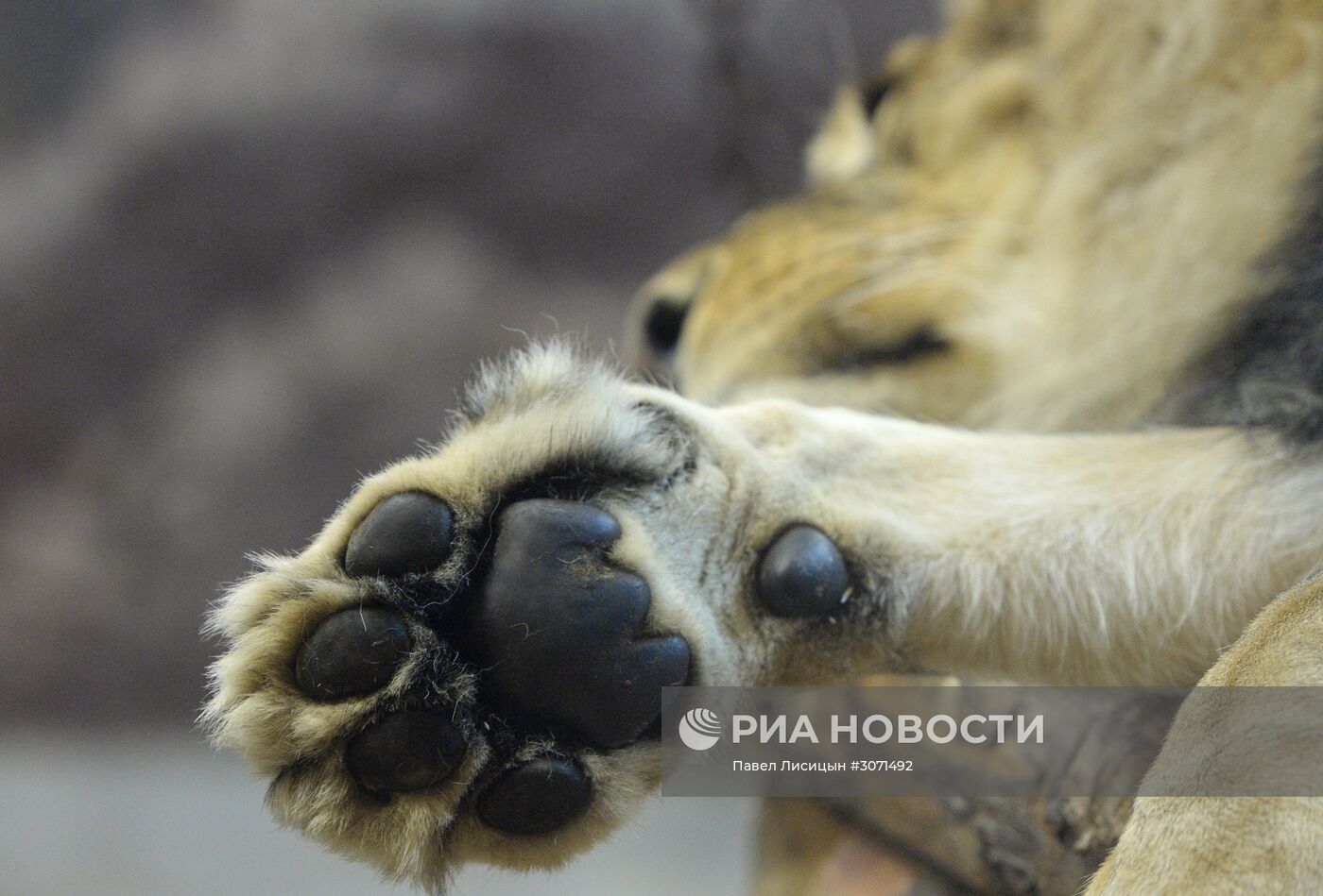 Пополнение у африканских львов в Екатеринбургском зоопарке
