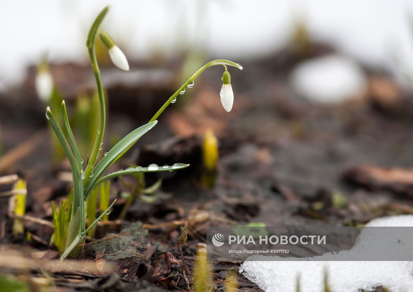 Снег в Петрозаводске