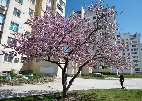 Цветение деревьев в Крыму