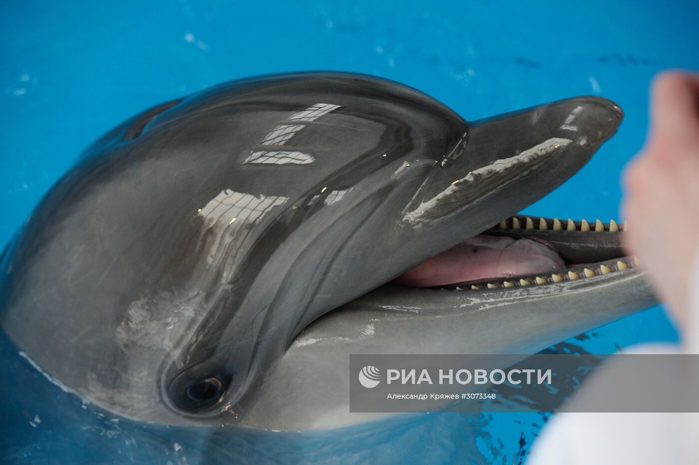 Центр океанографии и морской биологии "Дельфиния" в Новосибирске