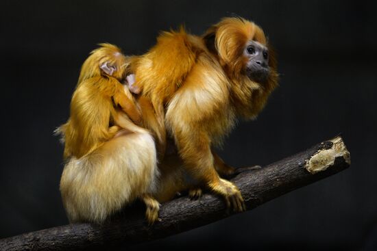 Пополнение в Новосибирском зоопарке