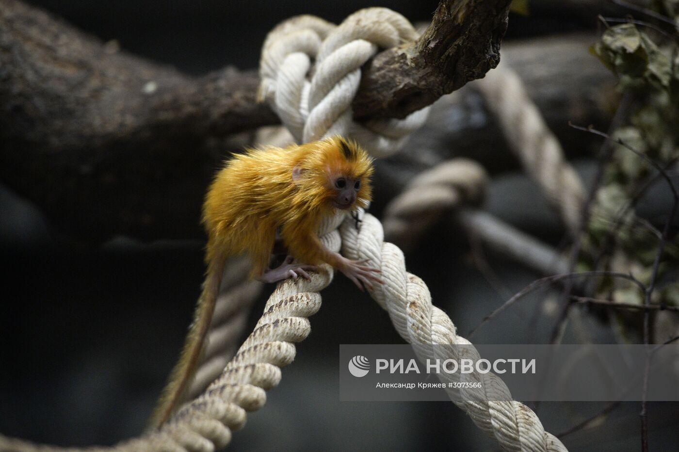 Пополнение в Новосибирском зоопарке