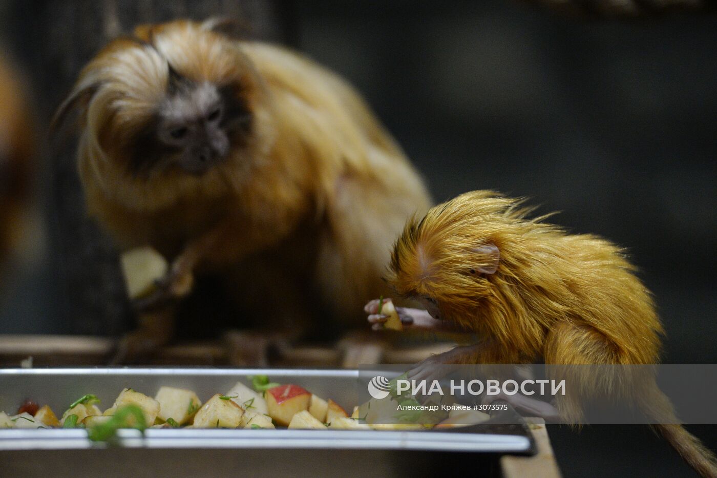 Пополнение в Новосибирском зоопарке