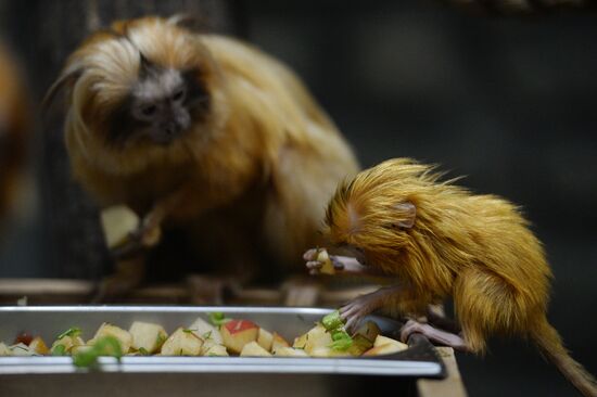 Пополнение в Новосибирском зоопарке