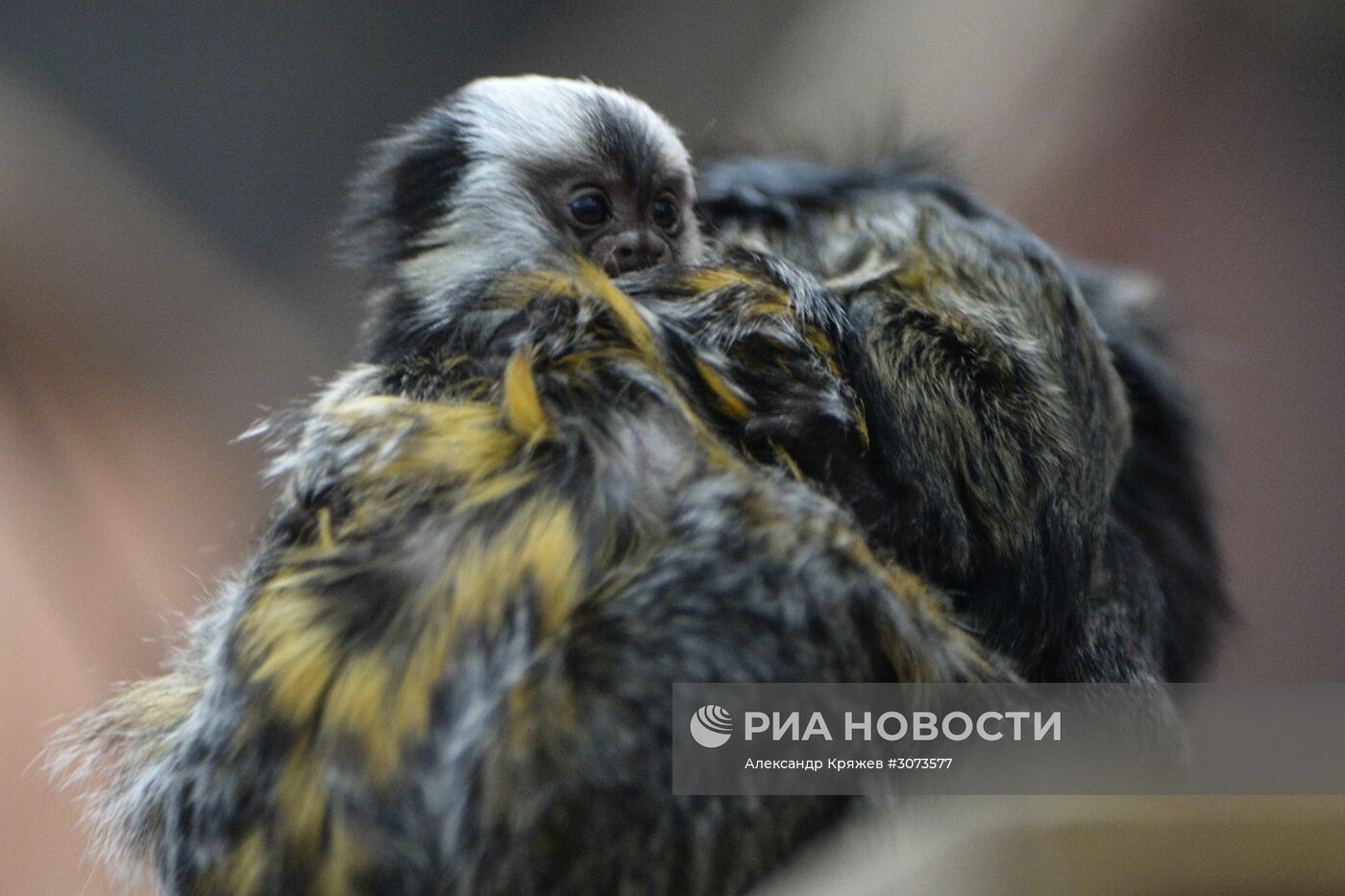 Пополнение в Новосибирском зоопарке
