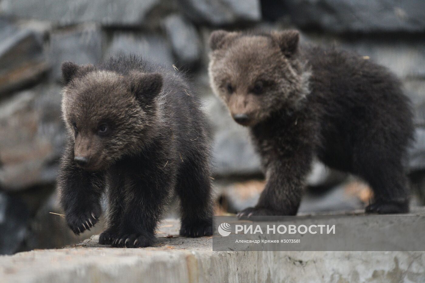 Пополнение в Новосибирском зоопарке