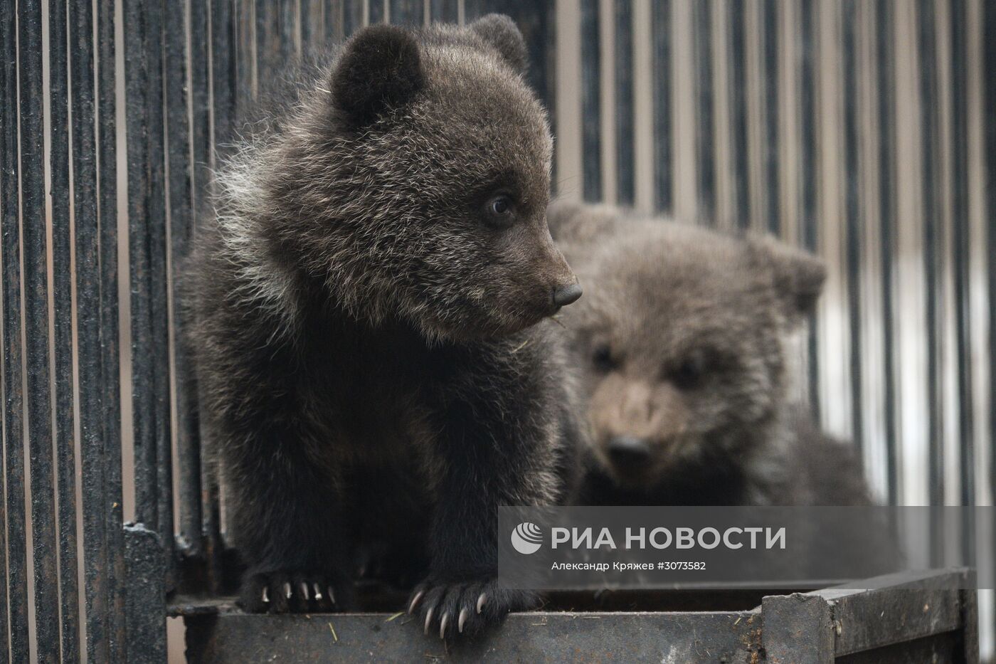 Пополнение в Новосибирском зоопарке