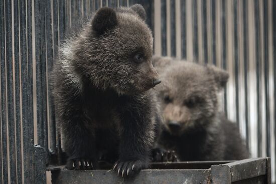 Пополнение в Новосибирском зоопарке