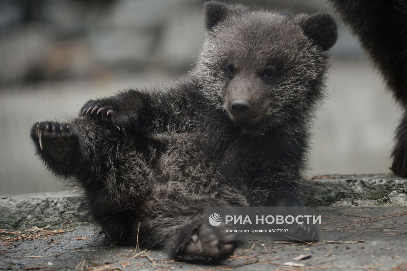 Пополнение в Новосибирском зоопарке