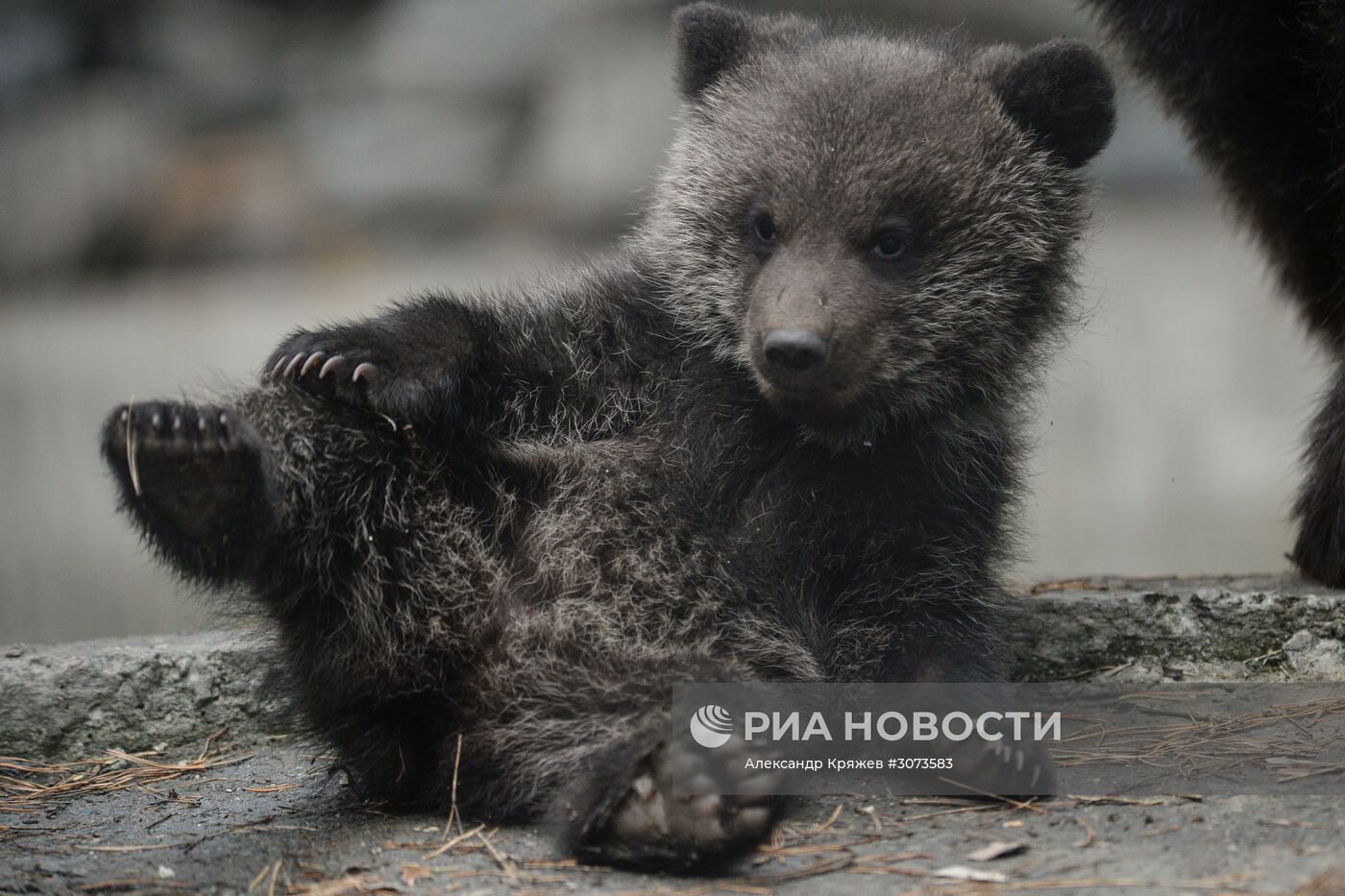 Пополнение в Новосибирском зоопарке