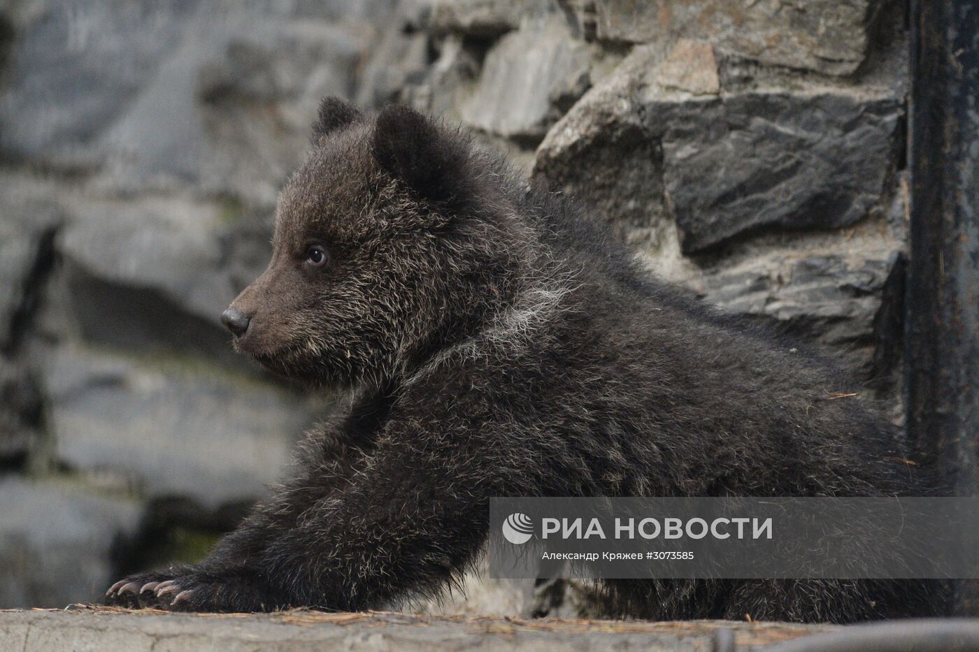 Пополнение в Новосибирском зоопарке