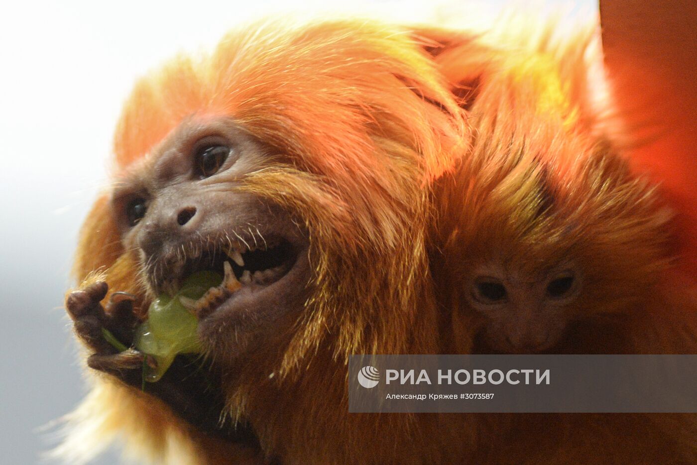 Пополнение в Новосибирском зоопарке