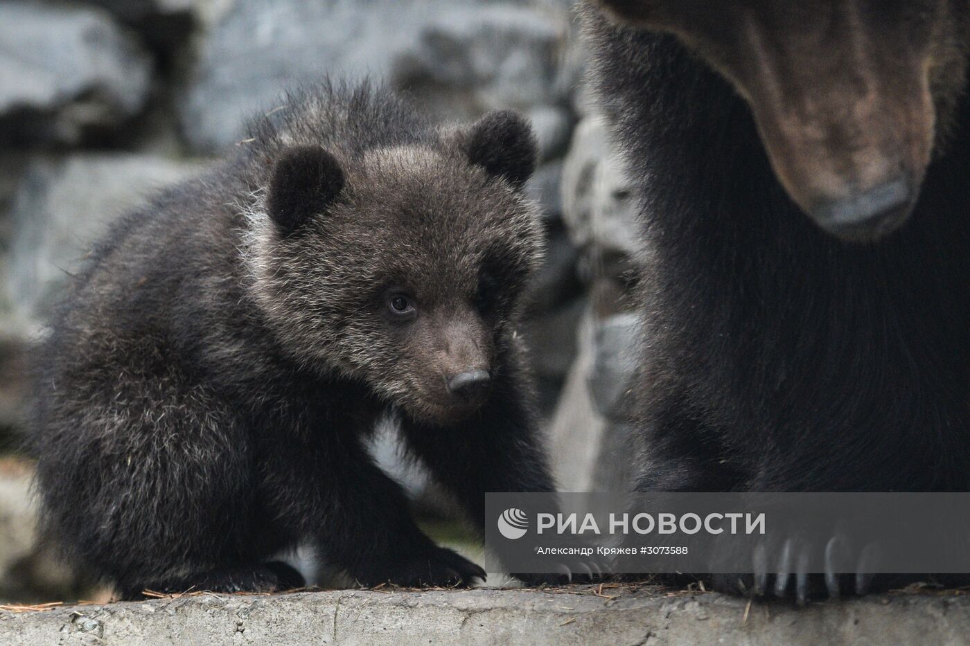 Пополнение в Новосибирском зоопарке