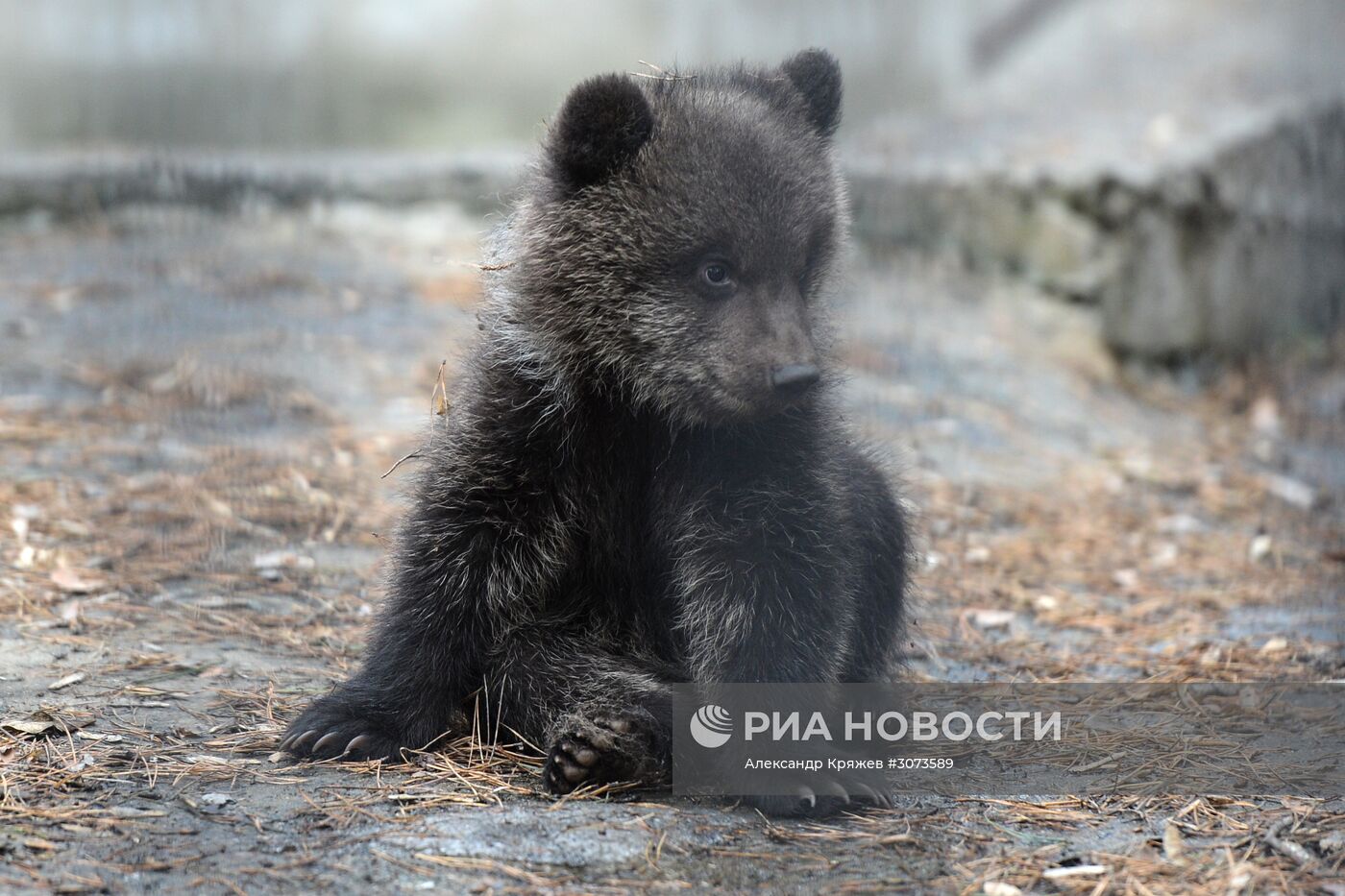 Пополнение в Новосибирском зоопарке