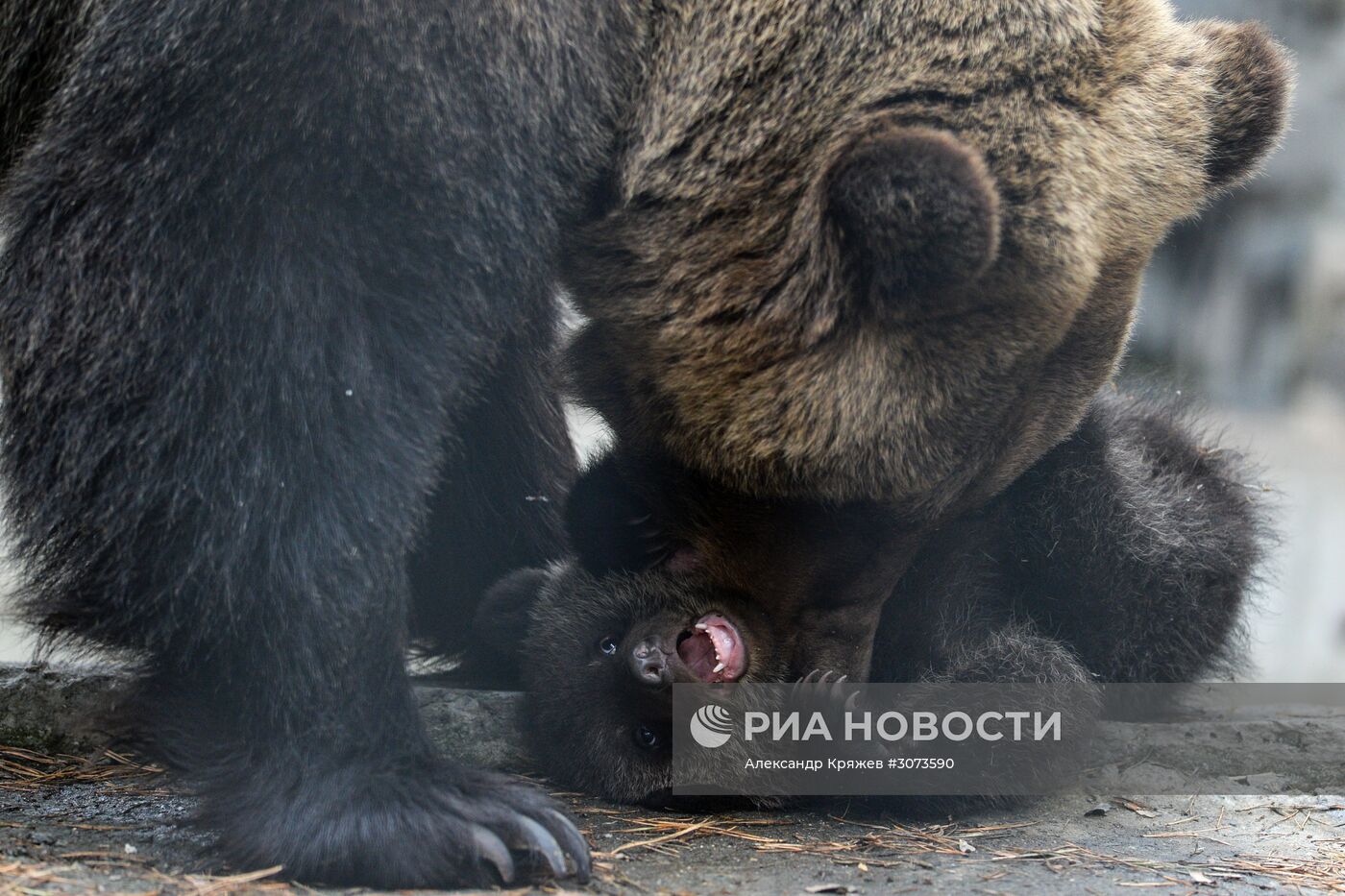 Пополнение в Новосибирском зоопарке