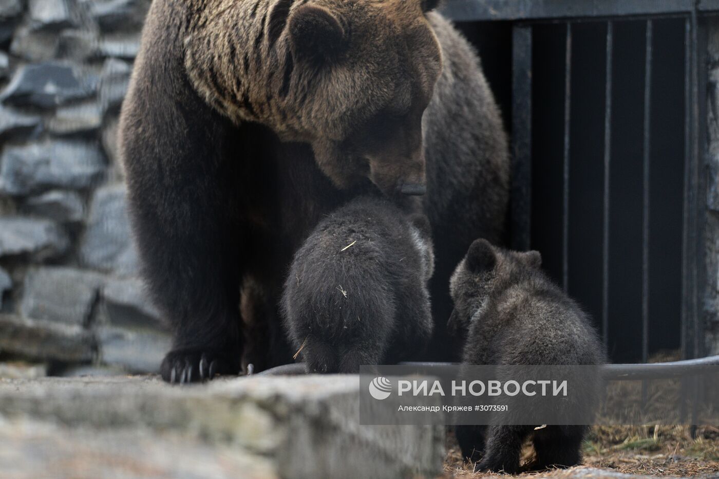 Пополнение в Новосибирском зоопарке