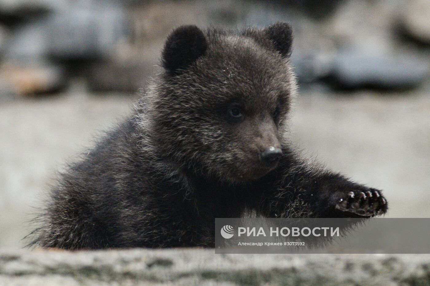 Пополнение в Новосибирском зоопарке