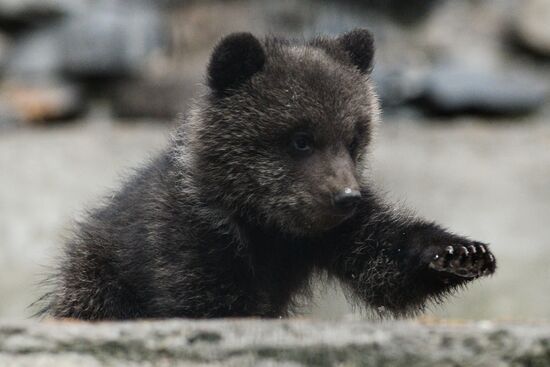 Пополнение в Новосибирском зоопарке