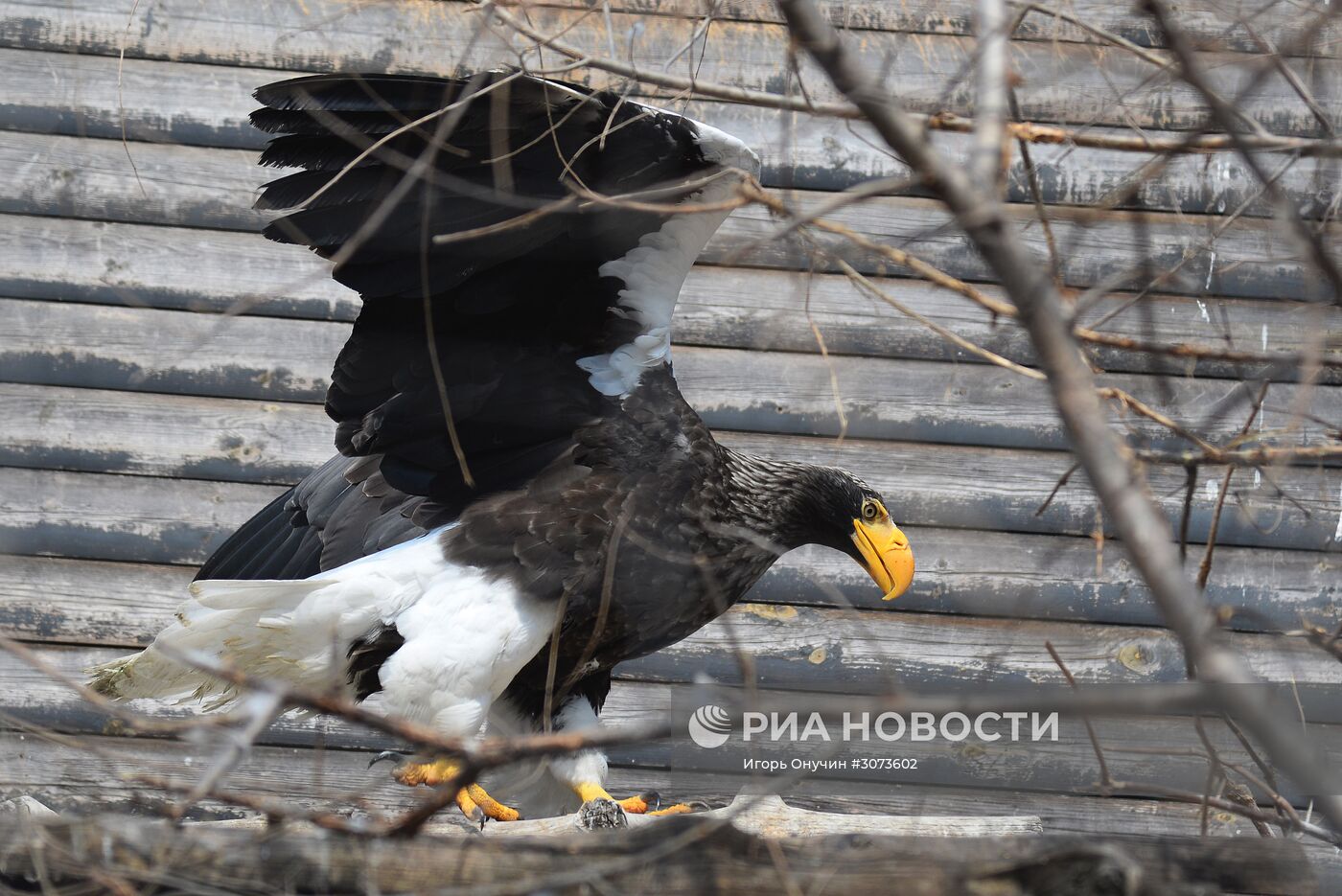 Зоосад "Приамурский" имени В.П. Сысоева в Хабаровске