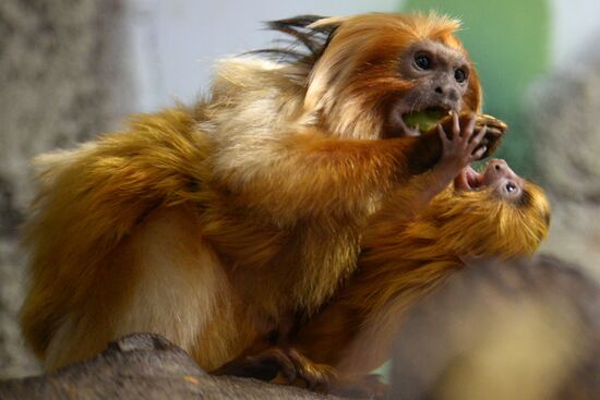 Пополнение в Новосибирском зоопарке