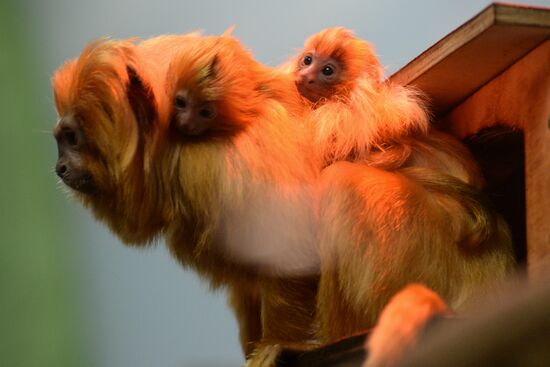 Пополнение в Новосибирском зоопарке