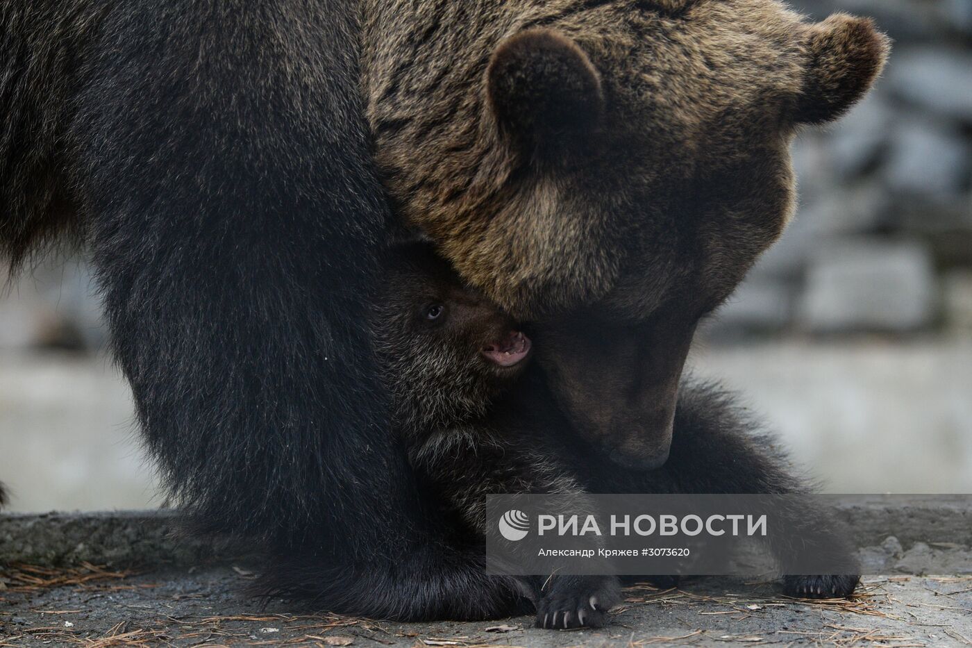 Пополнение в Новосибирском зоопарке