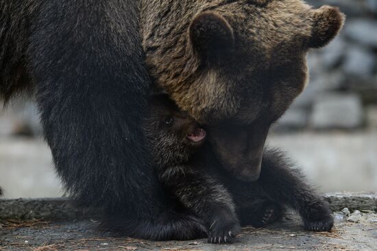 Пополнение в Новосибирском зоопарке