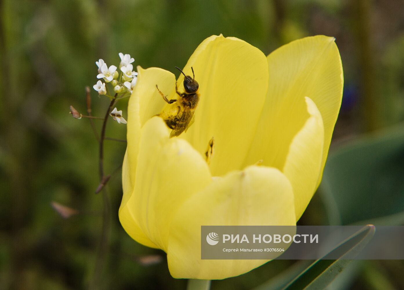 Опукский природный заповедник в Крыму